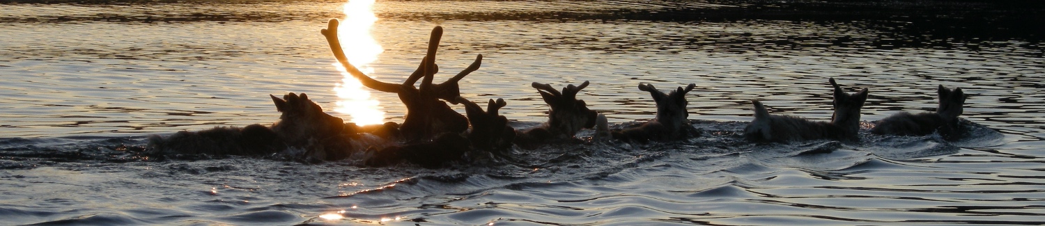 Small troupe of caribou swimming against a sunset